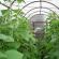 Growing cucumbers in a greenhouse all year round: yield