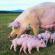 Breeding pigs at home: Tips for beginner pig