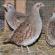 When do rufa partridges begin to lay eggs?
