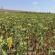Growing sunflowers (sunflower): a profitable business on one hectare