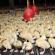 Duck breeding as a business: how to open a duck farm?