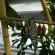 Jonli tropik kapalak parki uchun biznes-reja