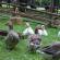 Breeding geese as a business: a profitable business for a good owner