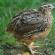Quail breeding as a business: is there any benefit?