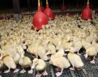 Duck breeding as a business: how to open a duck farm?