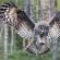 What does an owl eat?  Eagle owl without feathers