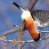 Bullfinch bird: description, lifestyle and habitat